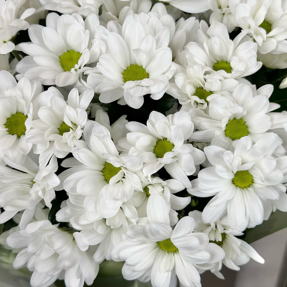 Букет «Мечты о лете» – свежесть белых хризантем Ломоносов Санкт-Петербург