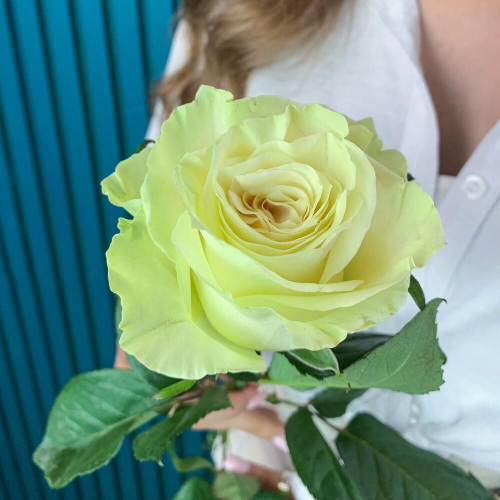 Комплимент из белой эквадорской розы – элегантность в каждом лепестке Ломоносов Санкт-Петербург