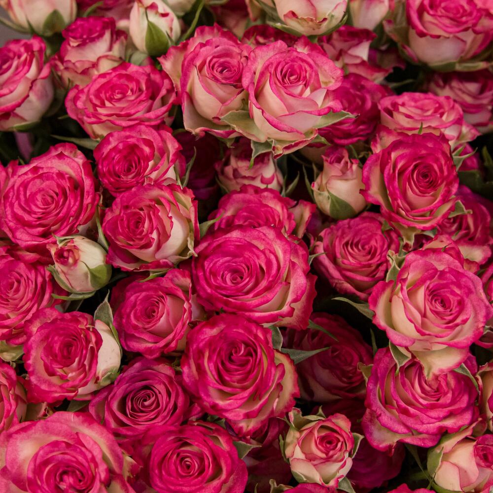 Букет «Розовый бум» – пышные кустовые розы в нежно-розовых тонах Ломоносов Санкт-Петербург