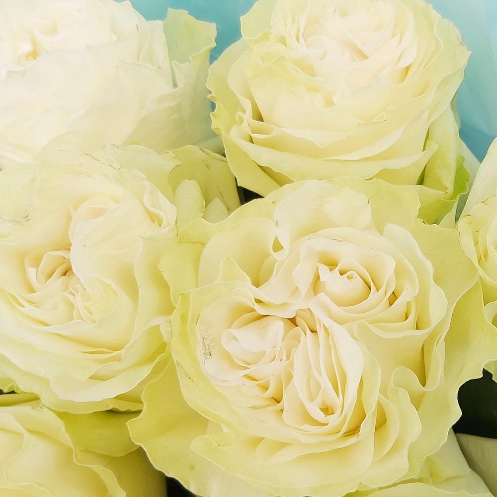 Букет «Кружевное облачко» – 11 белоснежных роз в нежной упаковке Ломоносов Санкт-Петербург