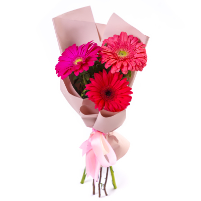 Яркий букет из 3 разноцветных гербер – маленькое чудо в ваших руках Ломоносов Санкт-Петербург