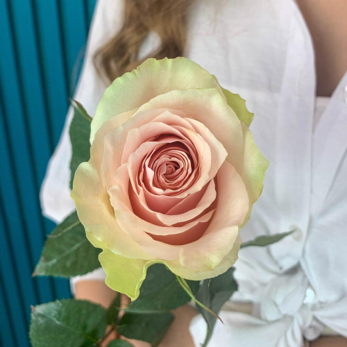 Комплимент из розовой эквадорской розы – минимализм роскоши Ломоносов Санкт-Петербург