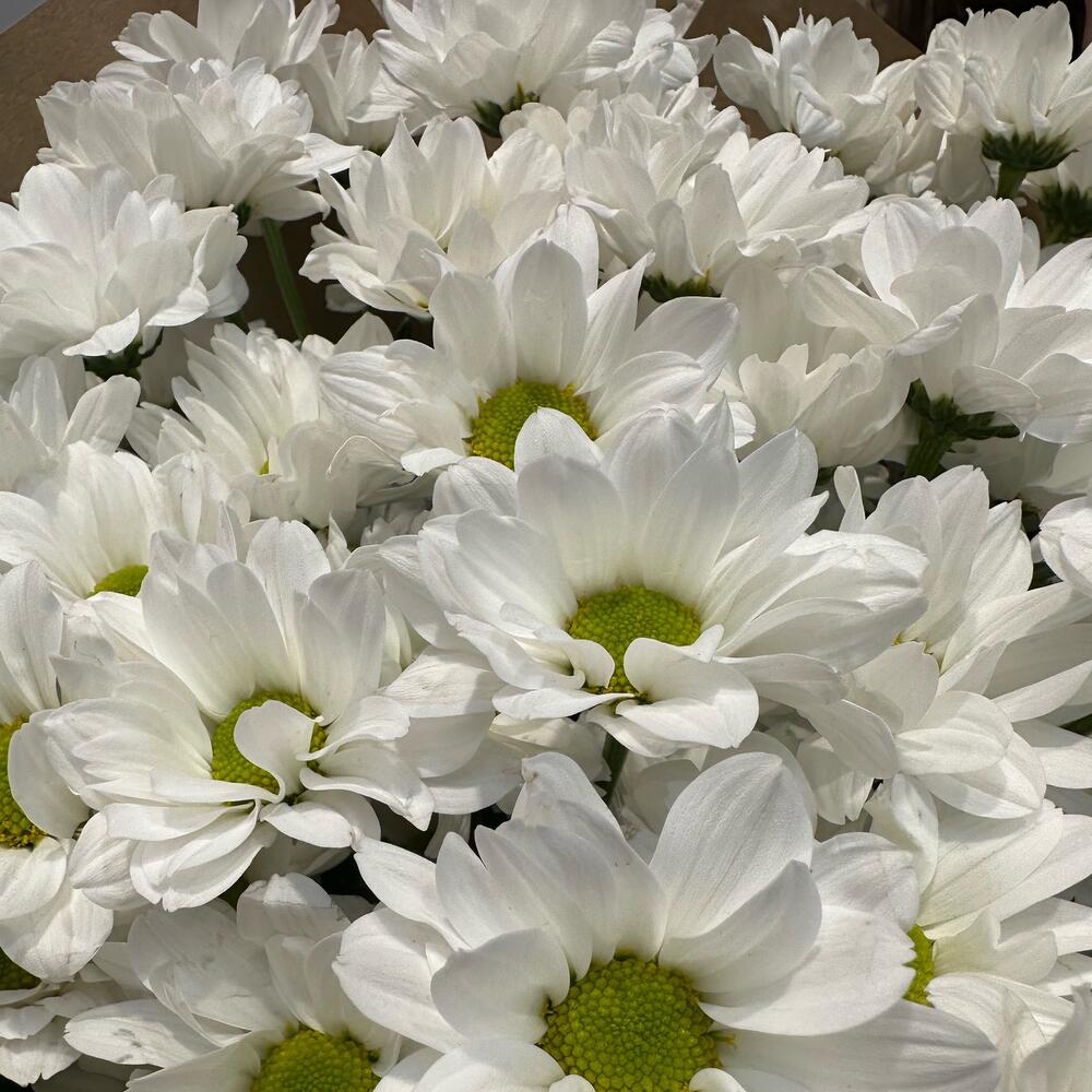 Букет «21 ромашка» – нежные белые кустовые хризантемы в натуральном стиле Ломоносов Санкт-Петербург