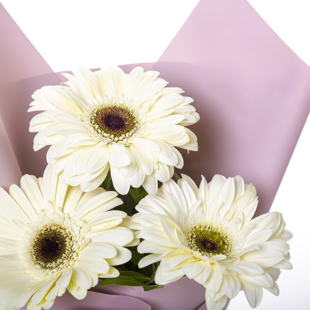 Нежный букет из 3 белых гербер – символ искренности и света Ломоносов Санкт-Петербург