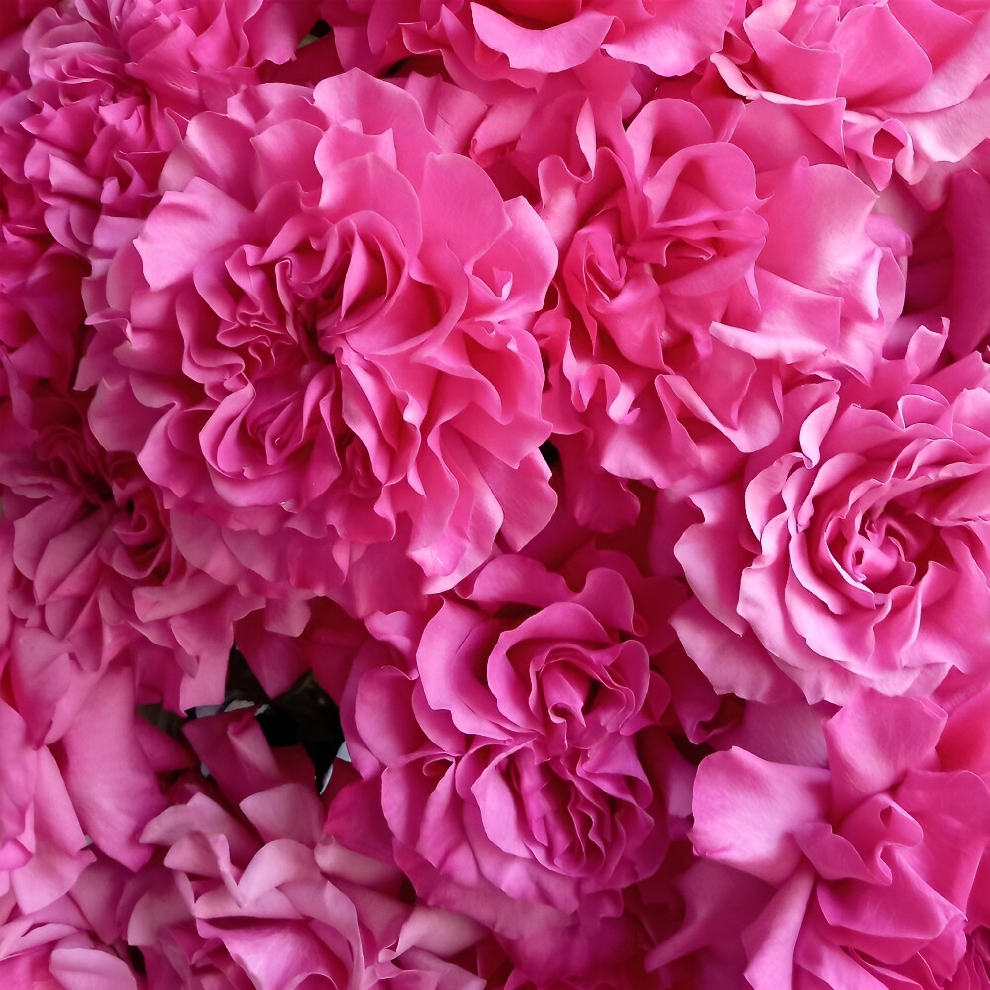 Роскошный букет из пионовидных роз – королевский подарок Ломоносов Санкт-Петербург