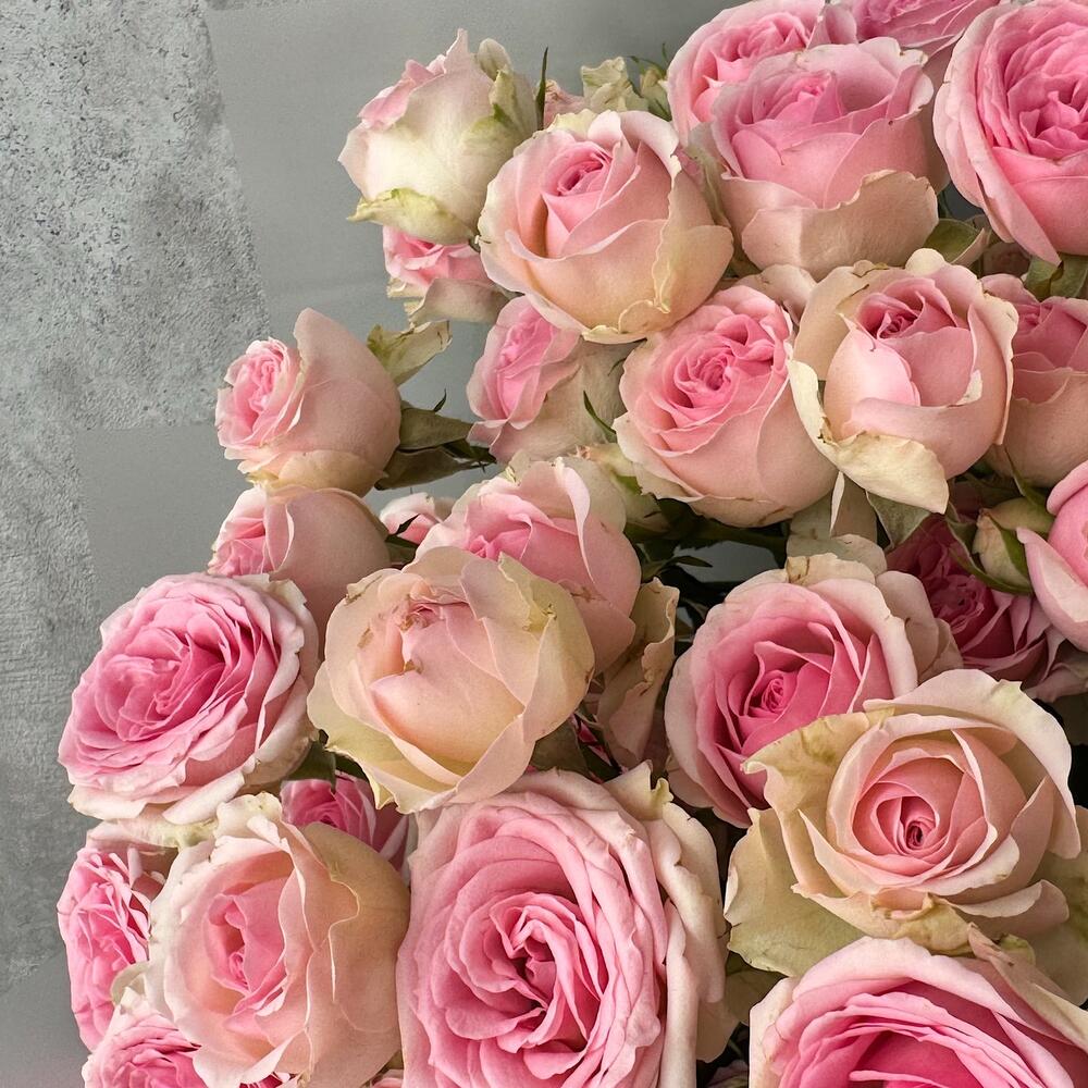 Букет «Нежный аромат» – пышные розовые кустовые розы в элегантной упаковке Ломоносов Санкт-Петербург